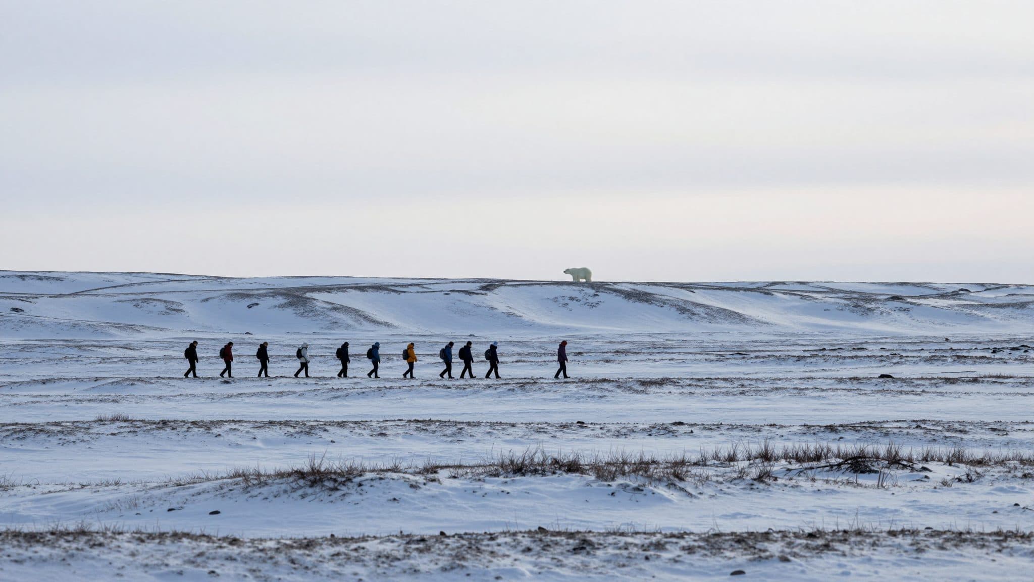 Eisbär auf Spitzbergen nach Annäherung an Reisegruppe erschossen