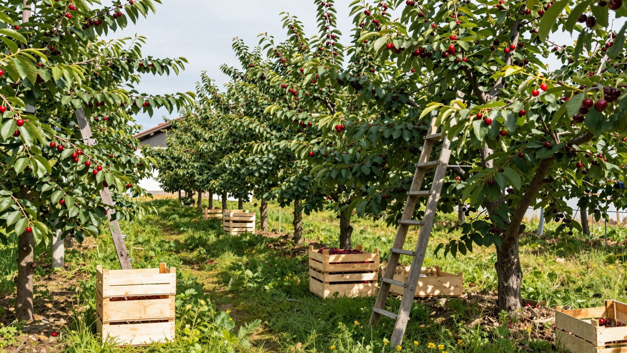 Ernteschätzung: Deutsche Obstbauern erwarten eine der besten Kirschenernten seit Jahren