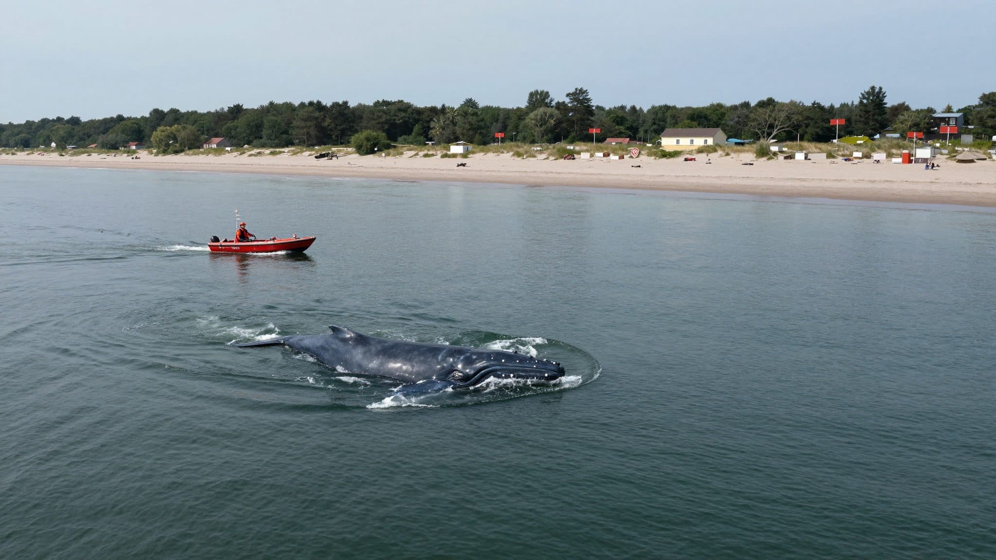 Wal vor Polens Ostseeküste bei Międzyzdroje gesichtet – Herkunft und Art unklar